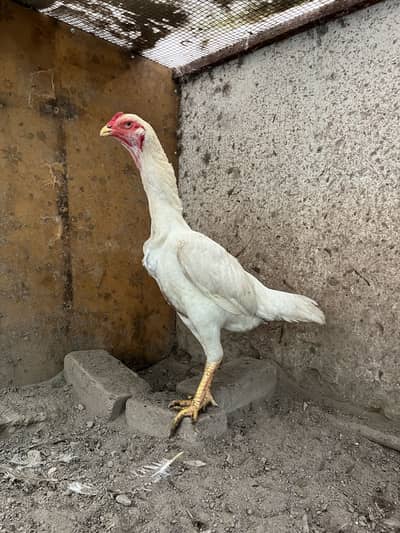White O Shamo hen/ king shamo/ hen/ madi