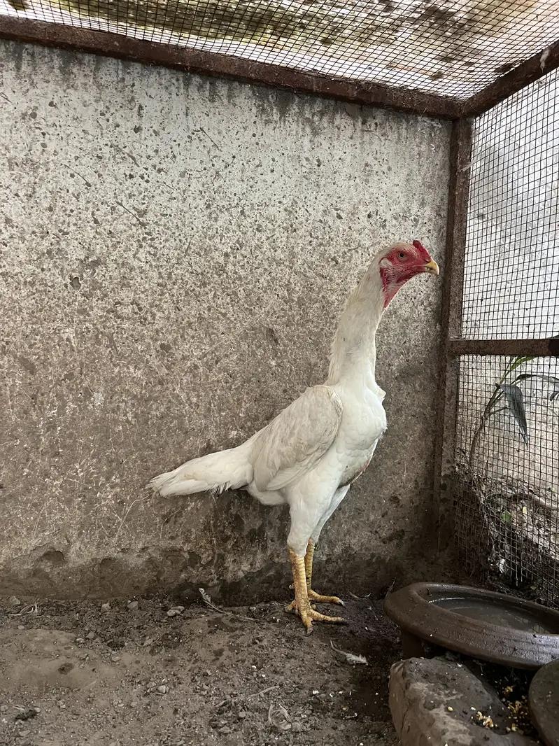 White O Shamo hen/ king shamo/ hen/ madi — photo 2