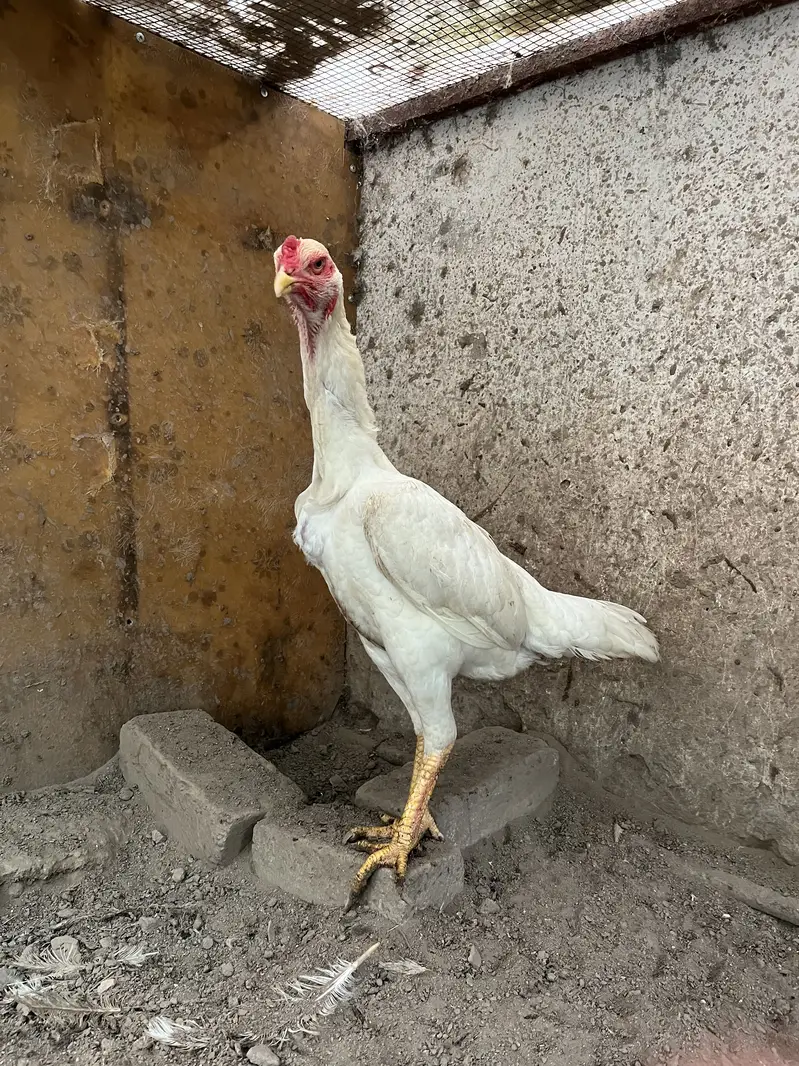 White O Shamo hen/ king shamo/ hen/ madi — photo 3