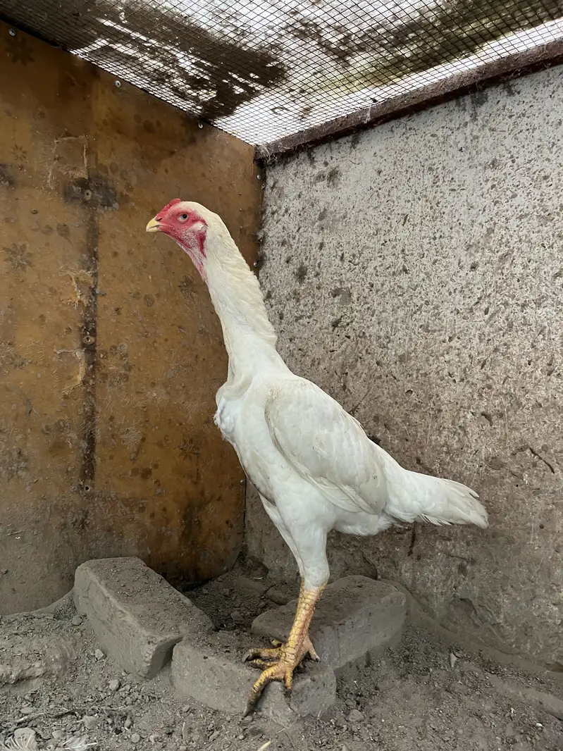 White O Shamo hen/ king shamo/ hen/ madi — photo 4