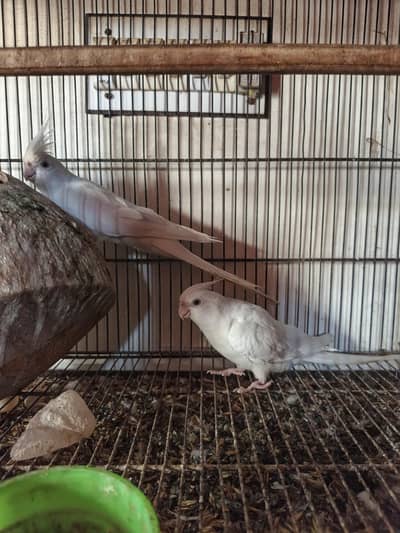 Red Eye Cocktail Pair For sale