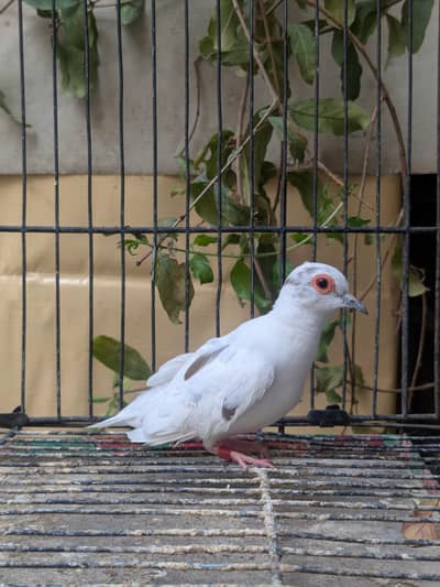 China dove