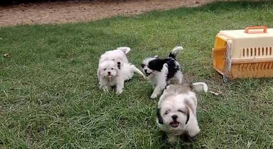 Shihtzu female  puppies available for sale