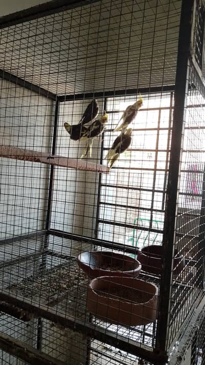 Cockatiel 5 pieces | Ready to Bread | Good Bloodline.