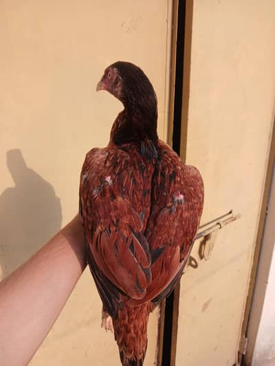 Aseel Bird