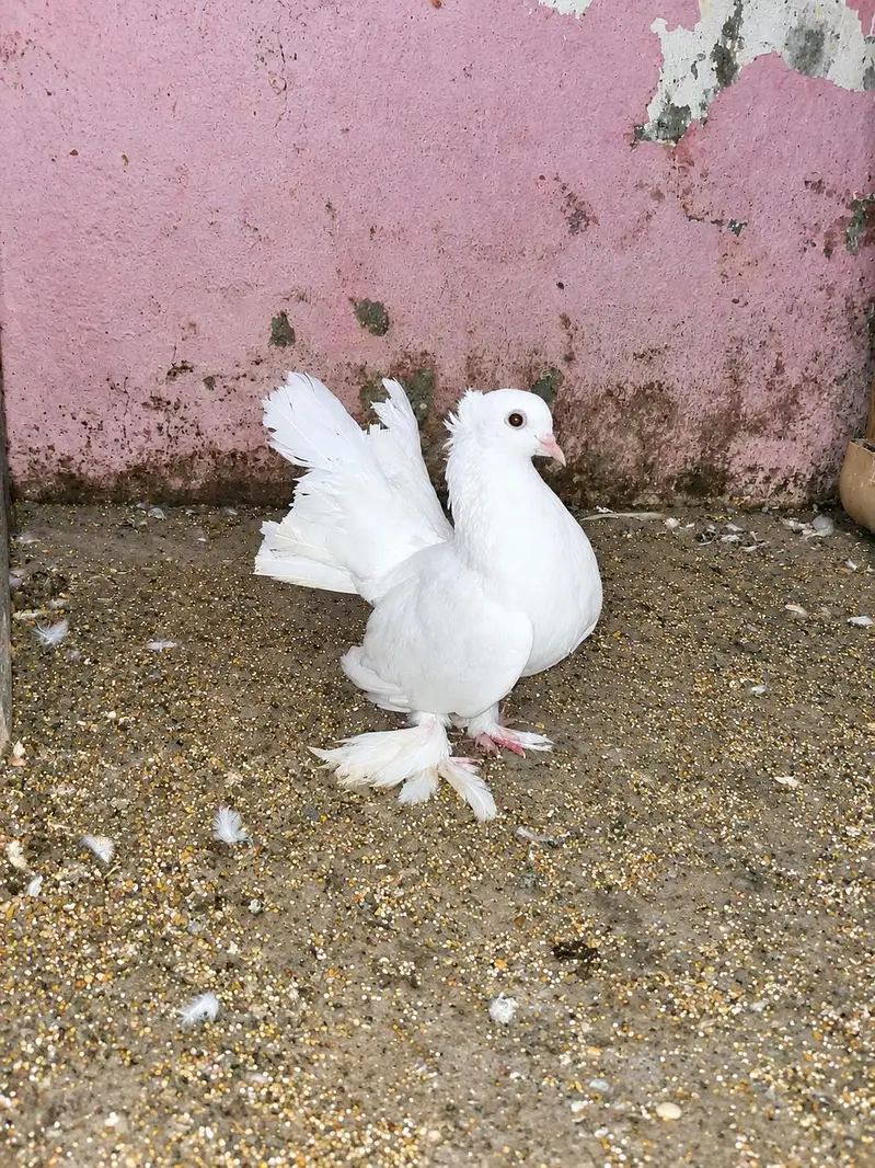 2female3male 1bacha — photo 2
