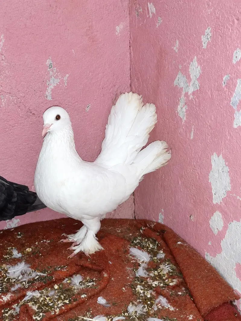 2female3male 1bacha — photo 3