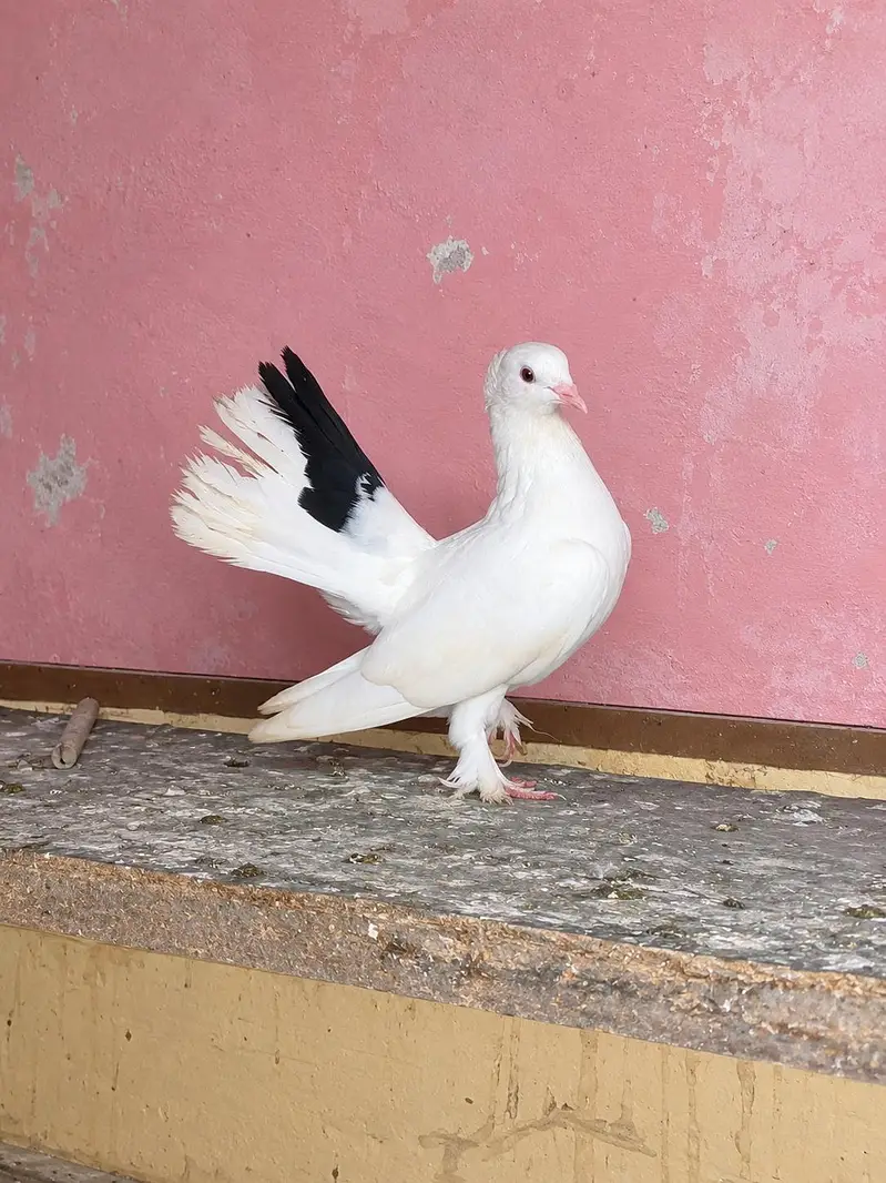 2female3male 1bacha — photo 4