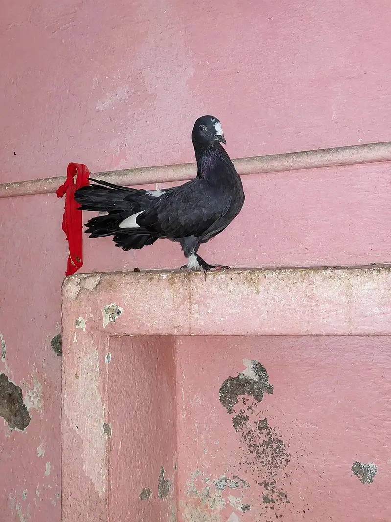 2female3male 1bacha — photo 5