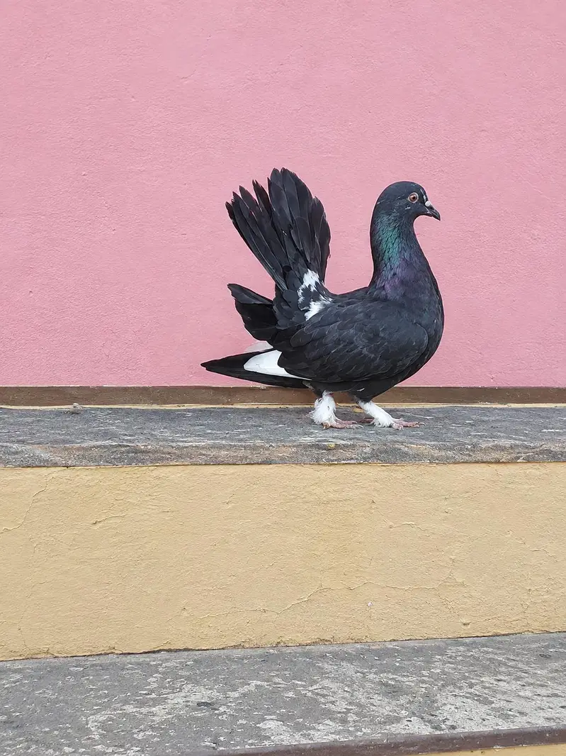 2female3male 1bacha — photo 6
