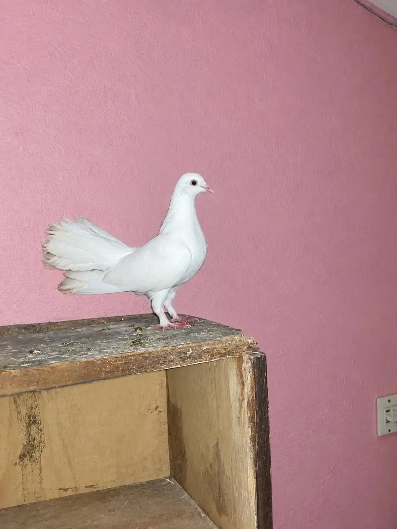 2female3male 1bacha — photo 7