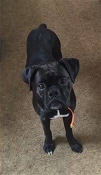 Boxer Dog