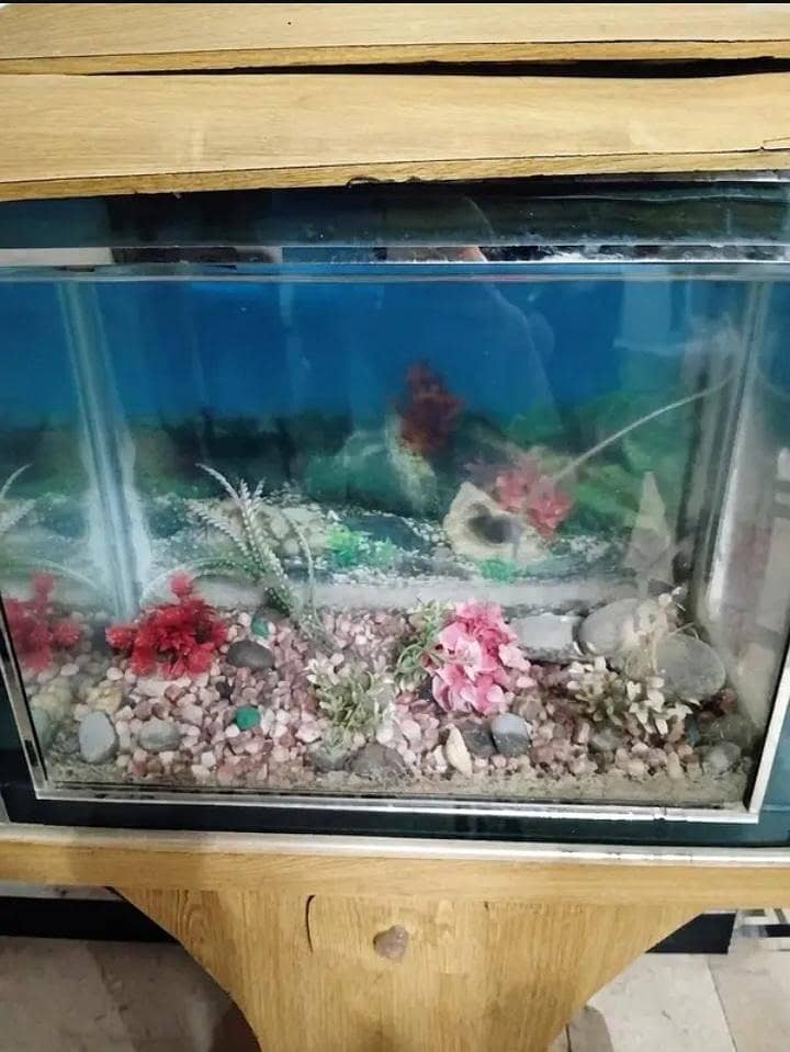 fish aquarium 2