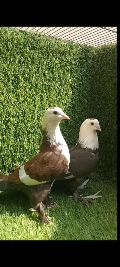 Karbalai barrder pair