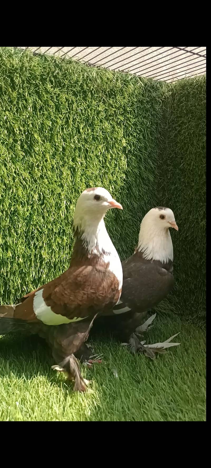 Karbalai barrder pair 0