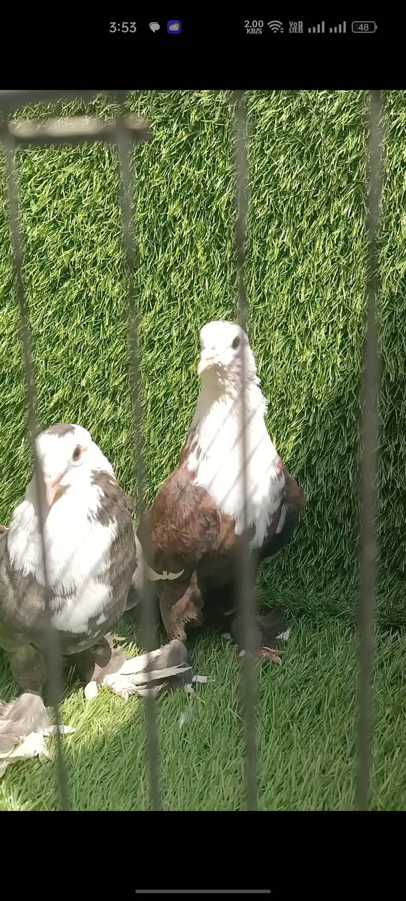 Karbalai barrder pair 1