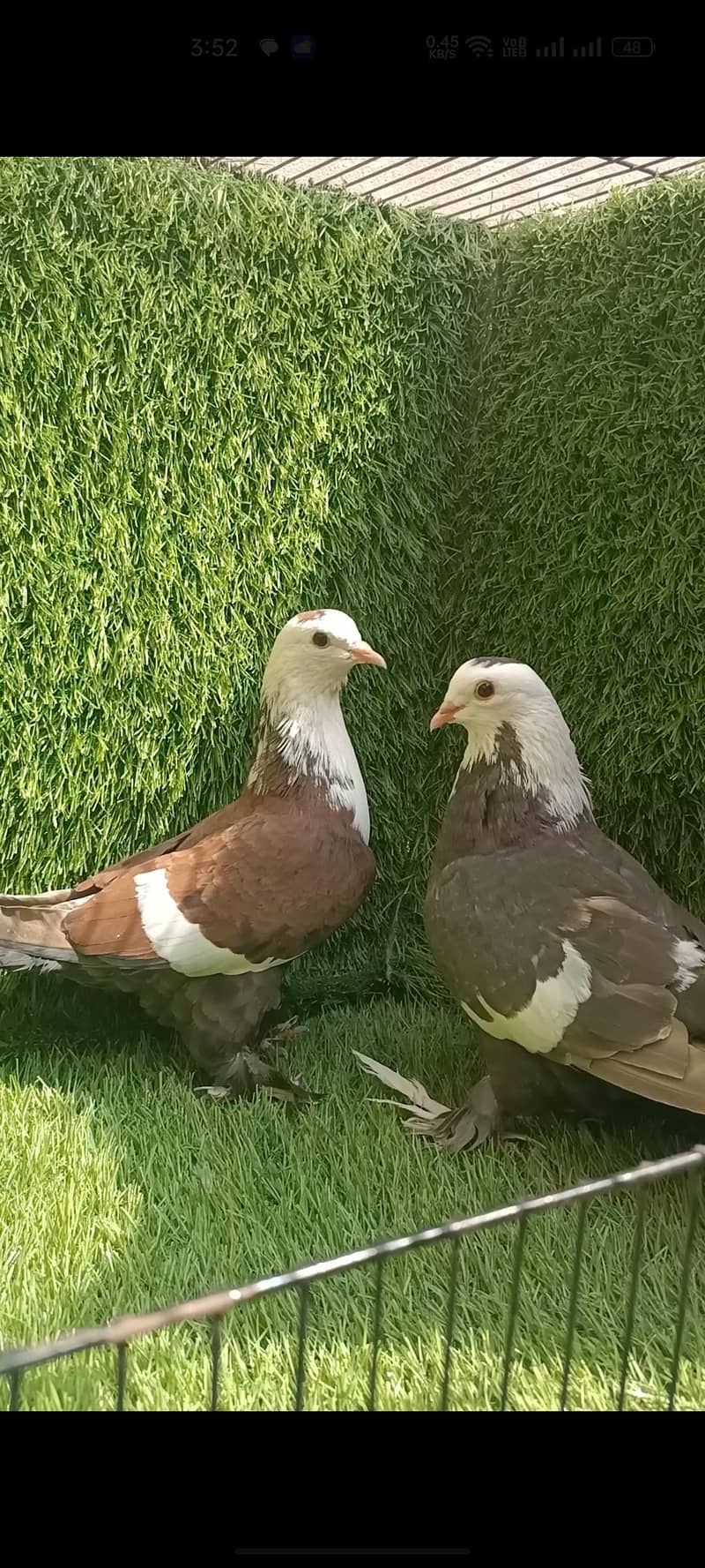 Karbalai barrder pair 2