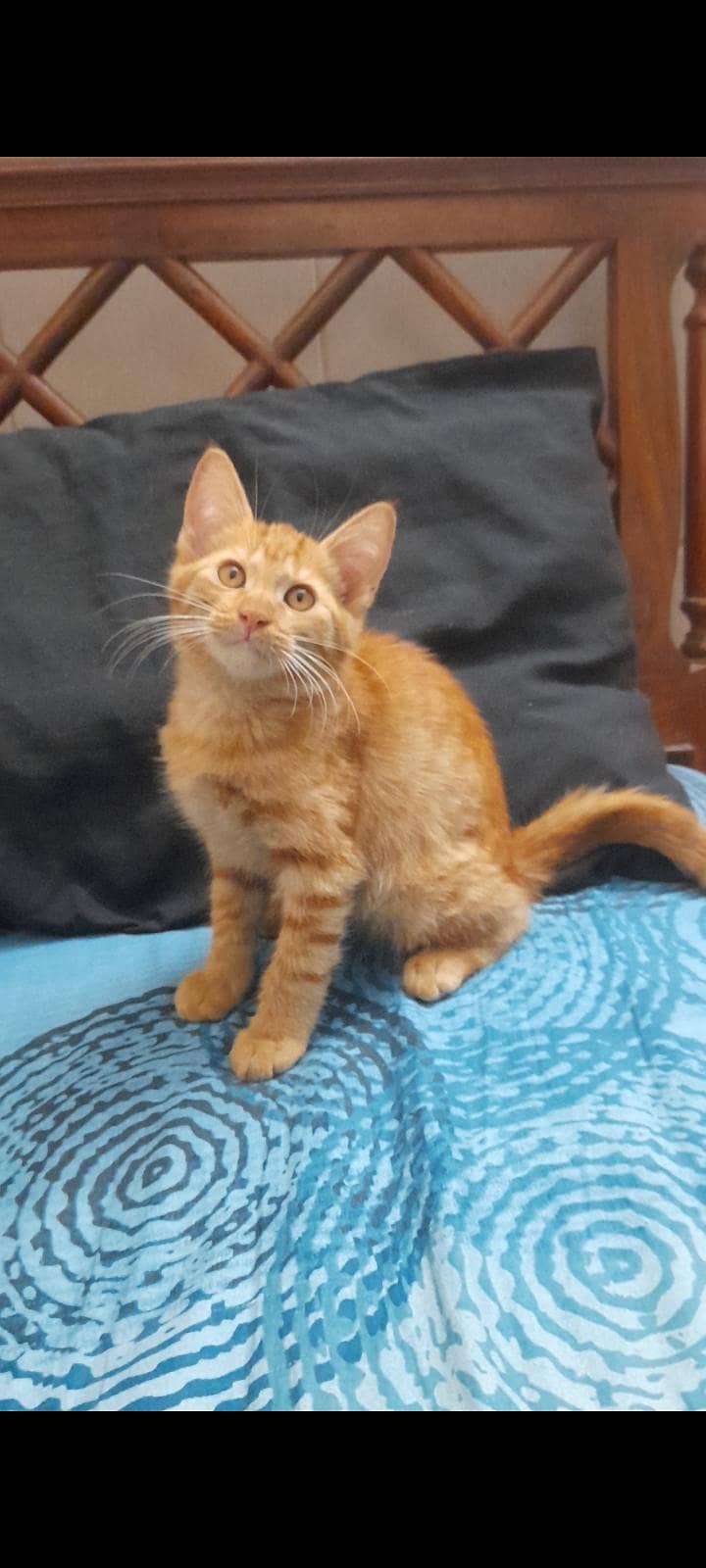 kittens 0