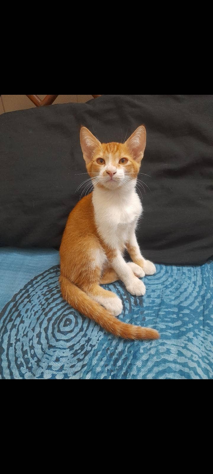 kittens 1