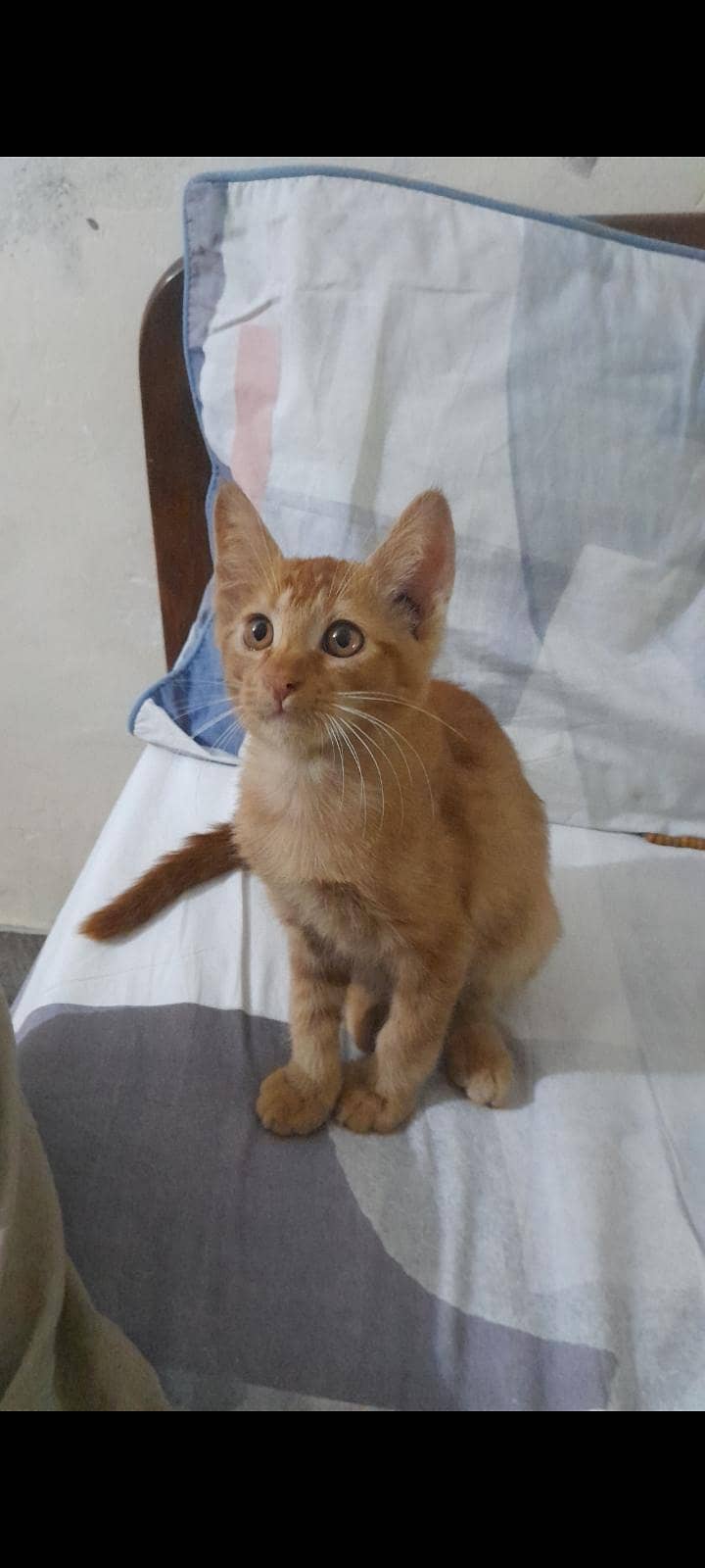 kittens 2