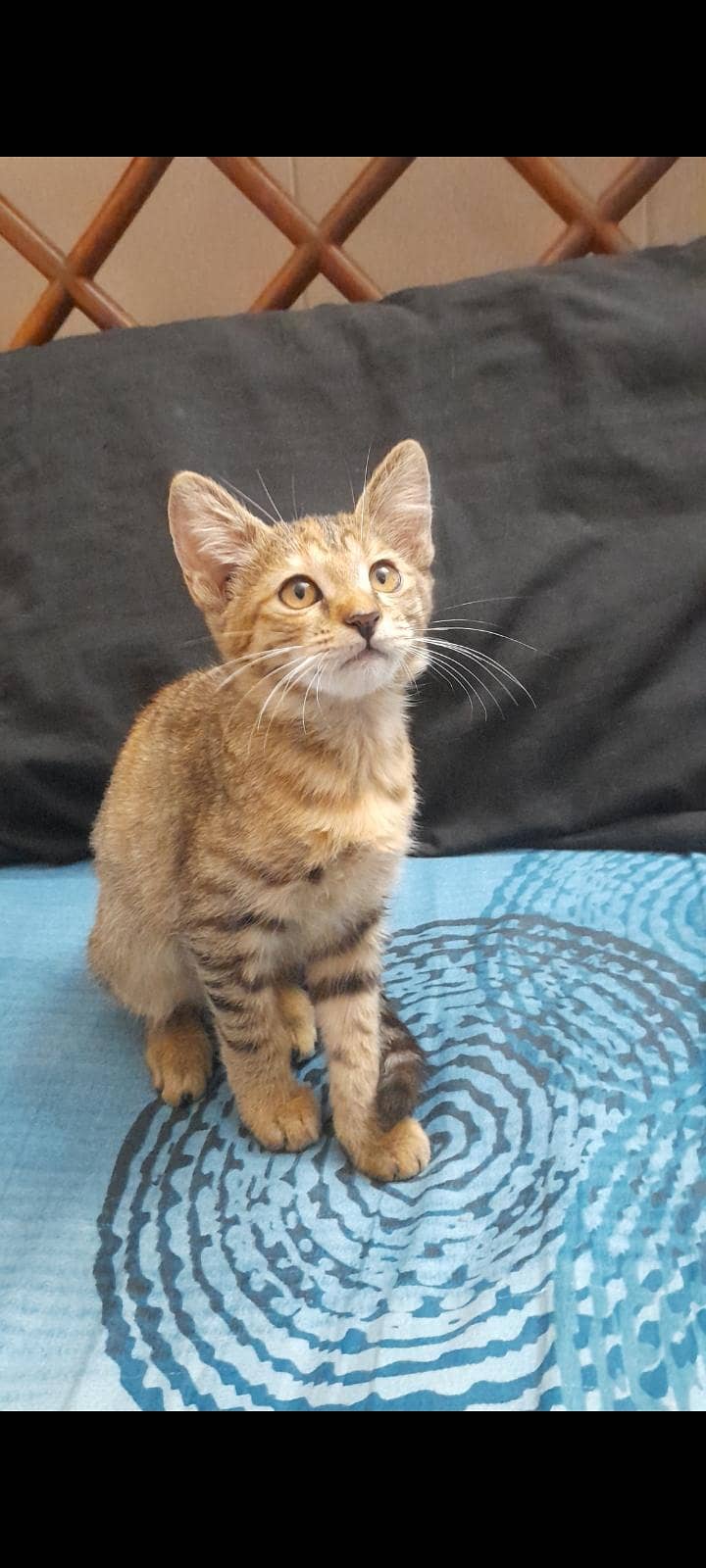 kittens 3