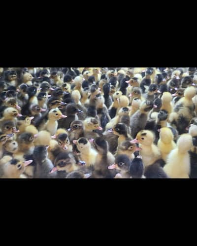 Day old duck chicks Available /03/39/44/22/492