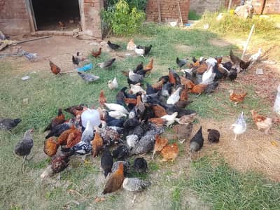 300 desi choza for sale 1. choza 380 say 430gm ka