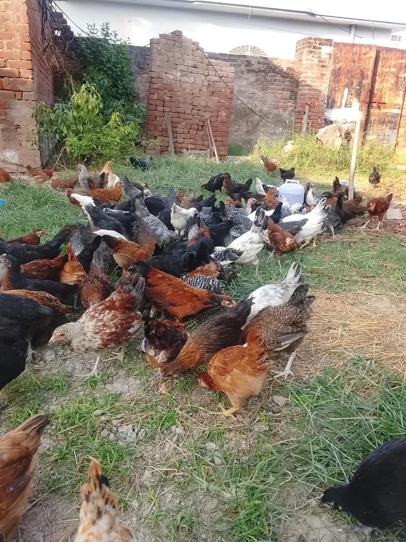 300 desi choza for sale 1. choza 380 say 430gm ka — photo 2