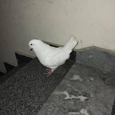 king qasad breeder male