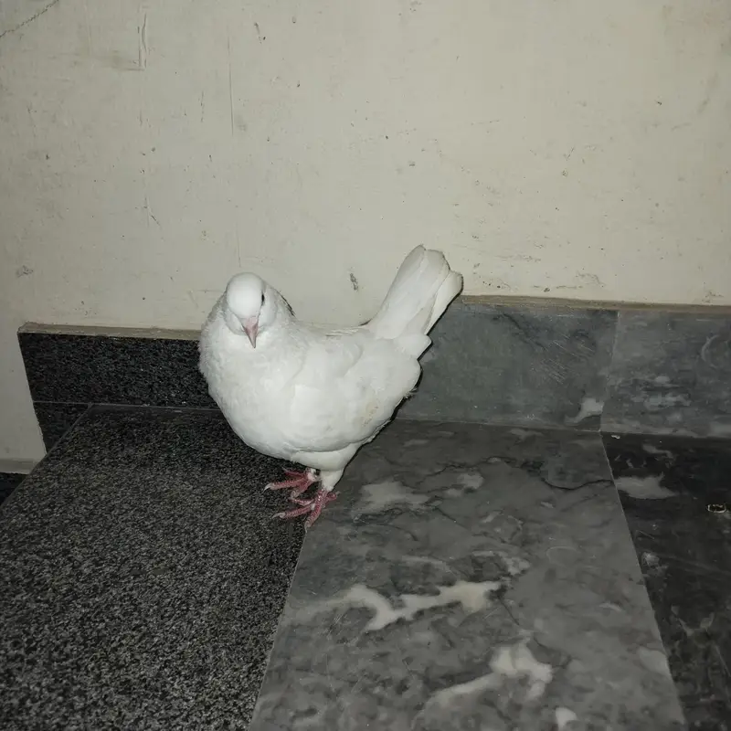 king qasad breeder male — photo 2