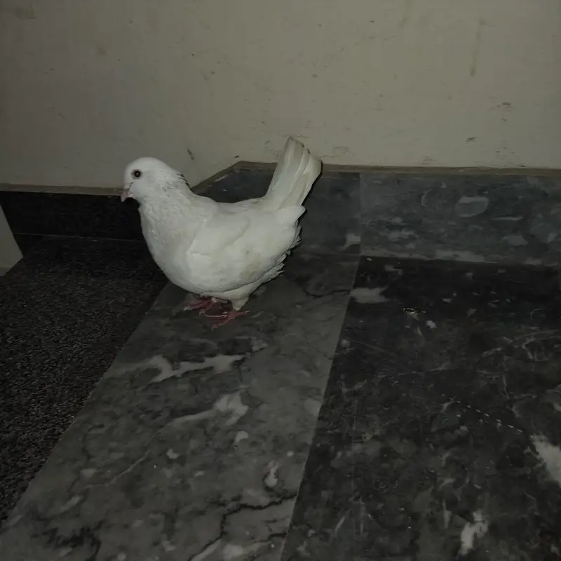 king qasad breeder male — photo 3