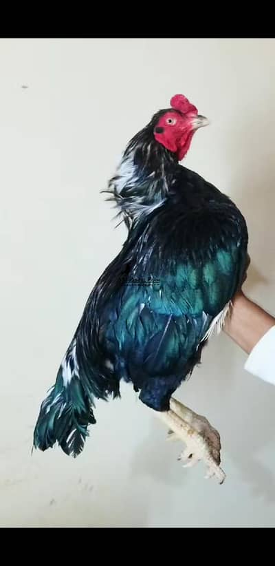 Lasani Breeder 03100024337
