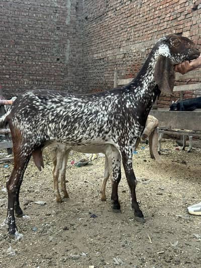 makhi cheni