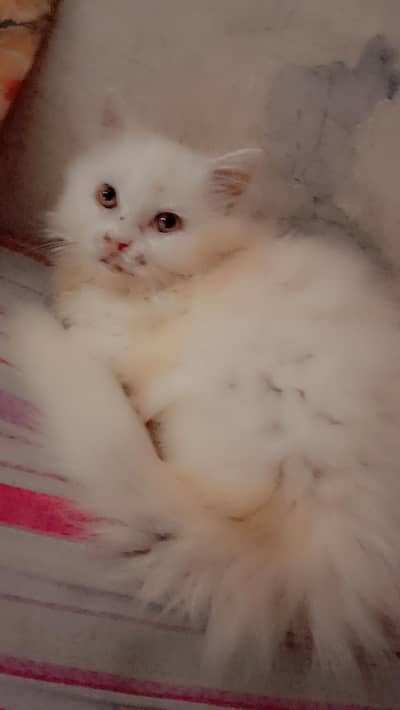 white kitten for sale