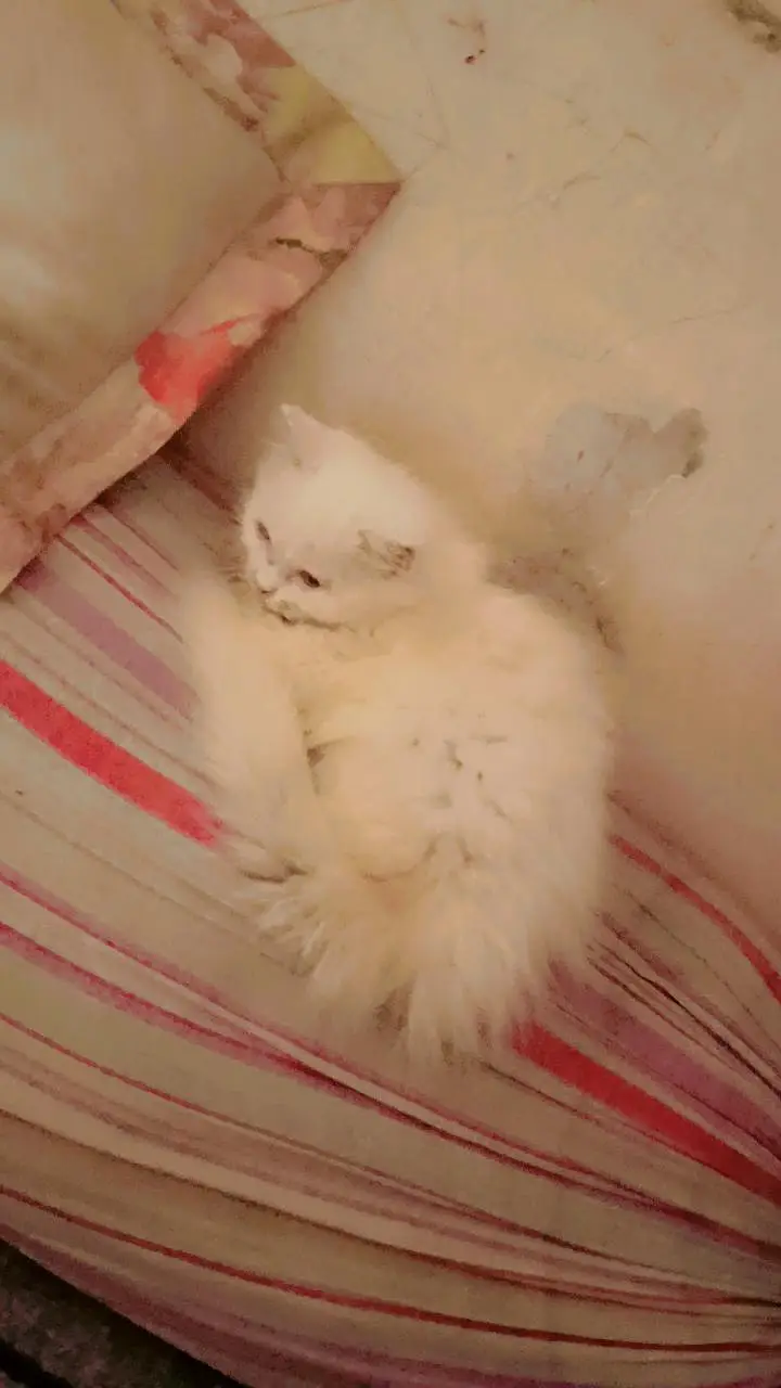 white kitten for sale — photo 2