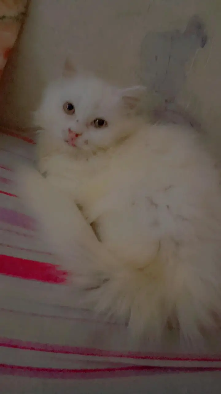 white kitten for sale — photo 3