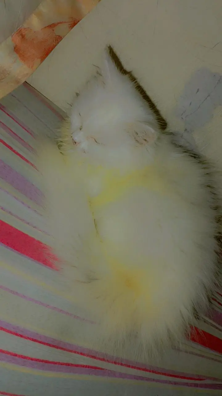 white kitten for sale — photo 4