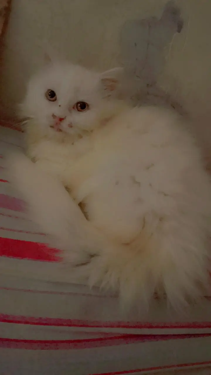 white kitten for sale — photo 5