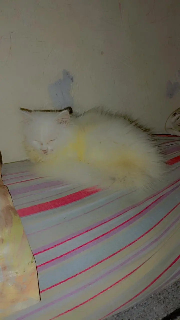 white kitten for sale — photo 6