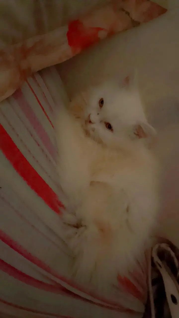 white kitten for sale — photo 7