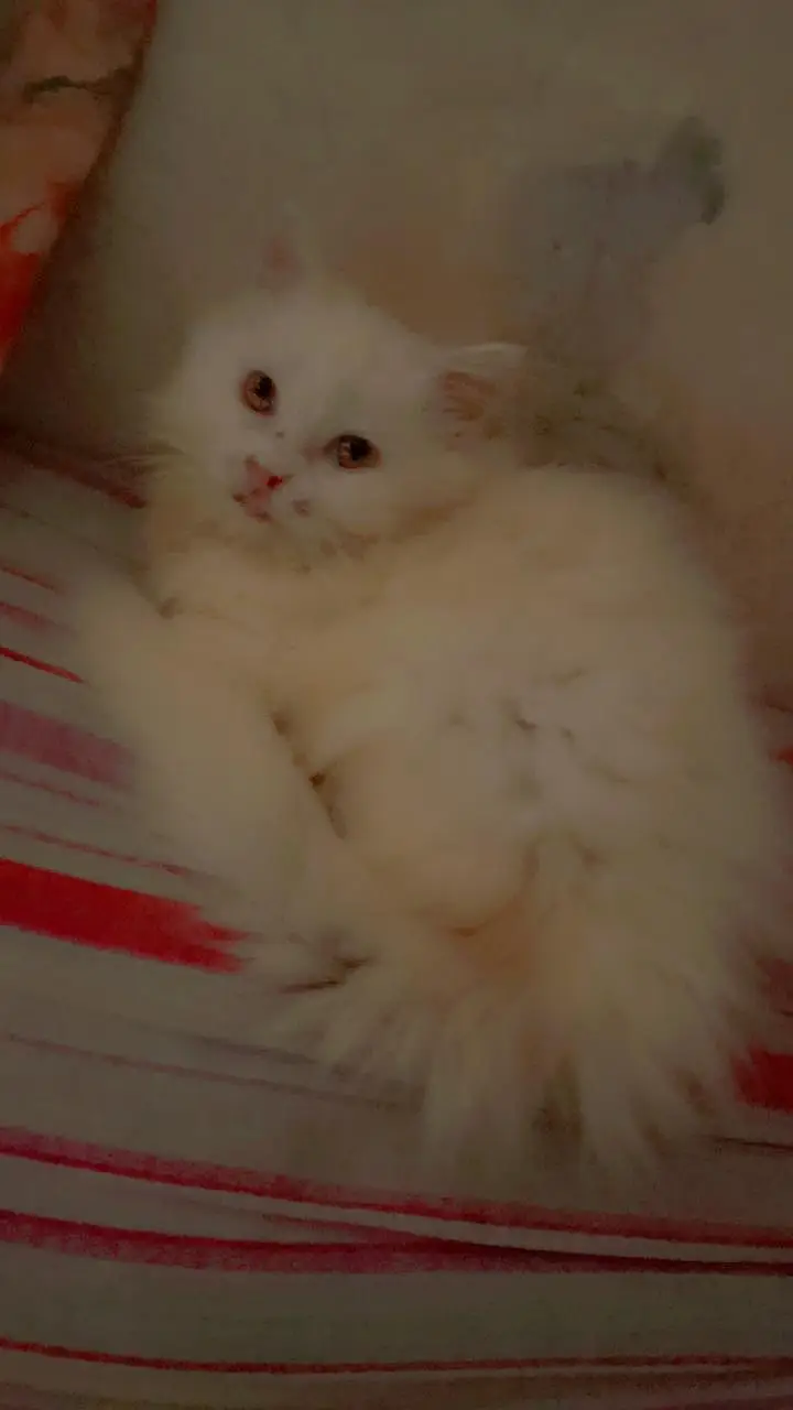 white kitten for sale — photo 8