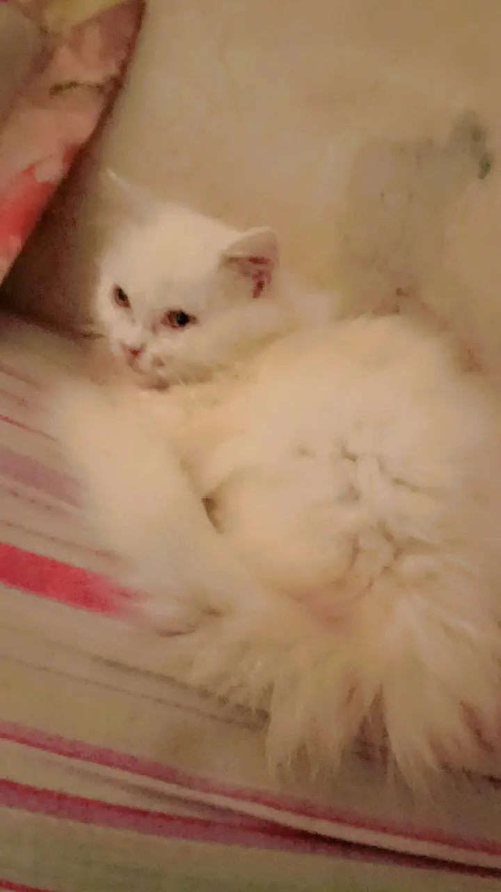 white kitten for sale — photo 9