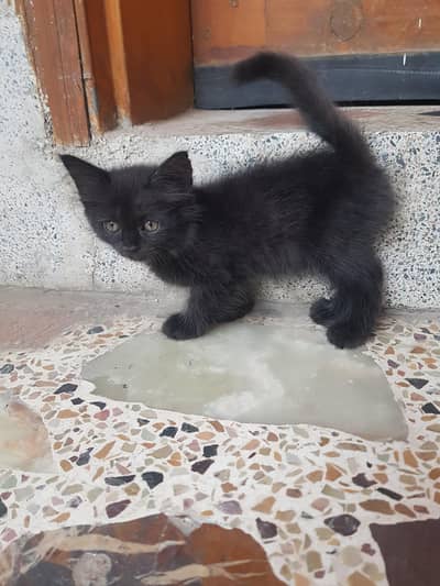 For sale