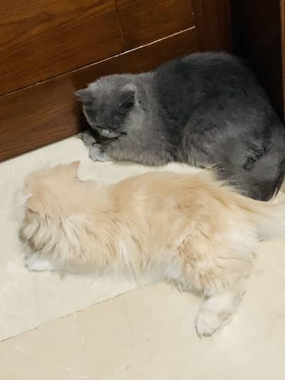 2 Persian cats (No payment needed)