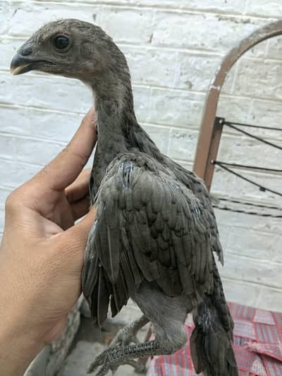 aseel original blue dragon chicks 03224323572