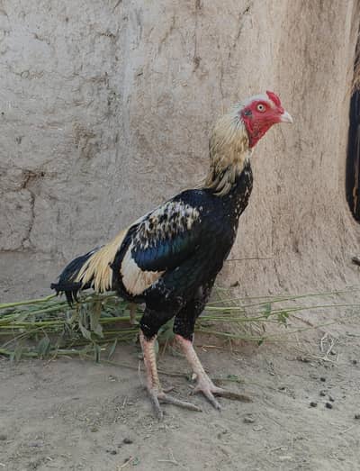 Aseel Rooster For Sale