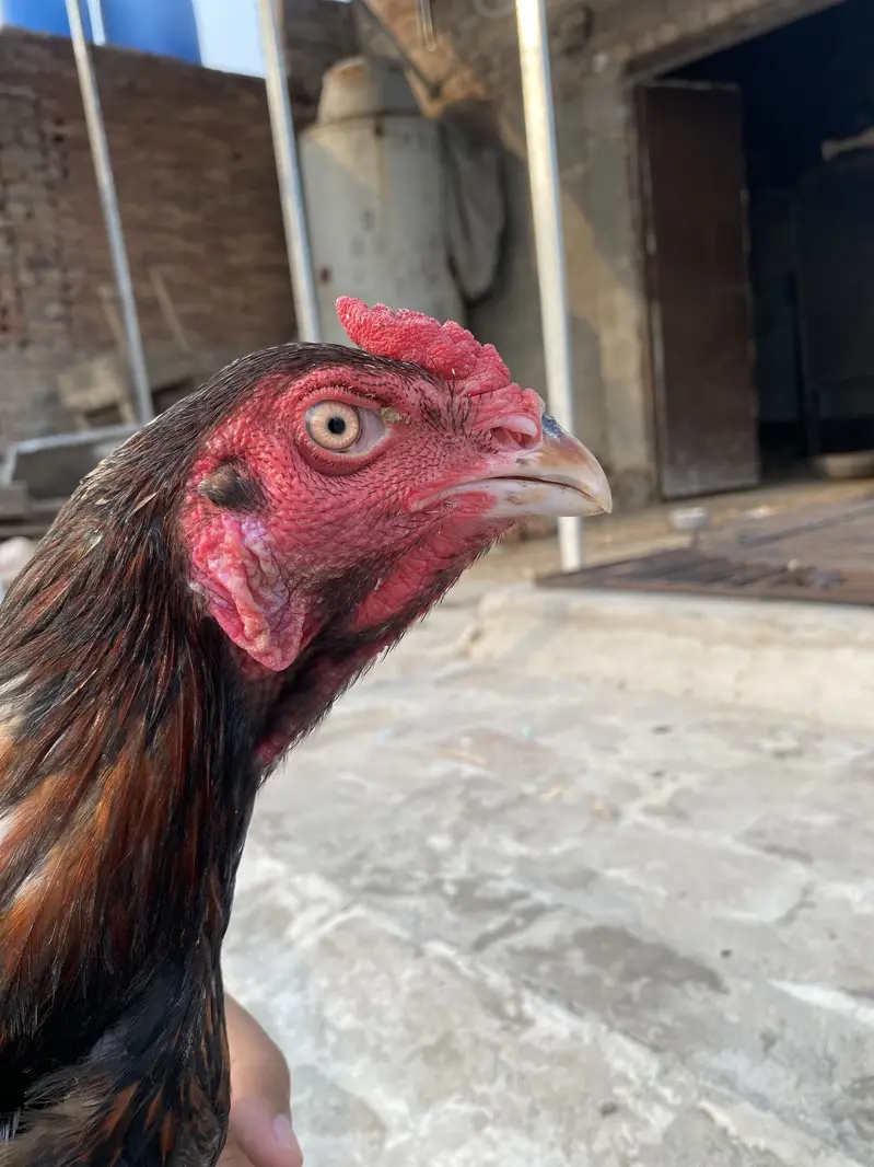 Murga Sindhi ka or mirgi Thai — photo 2