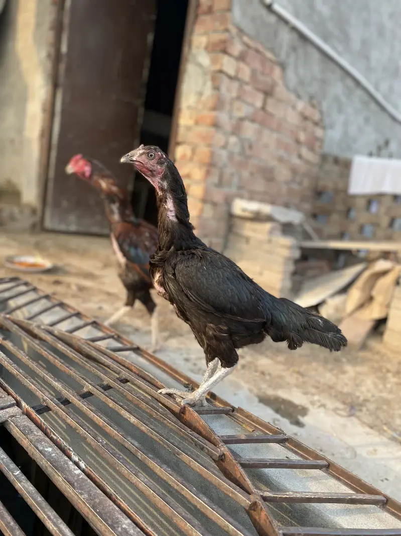 Murga Sindhi ka or mirgi Thai — photo 5