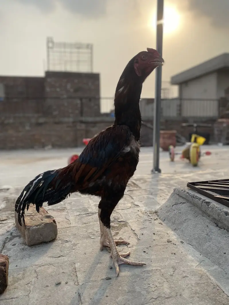 Murga Sindhi ka or mirgi Thai — photo 6