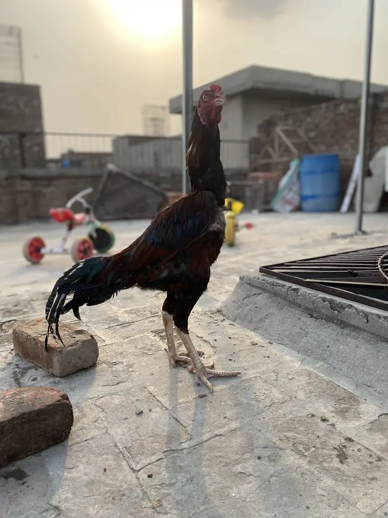 Murga Sindhi ka or mirgi Thai — photo 7